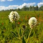 Trifolium pannonicum flower picture by Любовь Юринова (cc-by-sa)