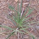 Borassus aethiopum habit picture by Maarten Vanhove (cc-by-sa)