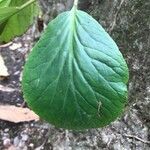 Bergenia crassifolia leaf picture by latuske manfred (cc-by-sa)