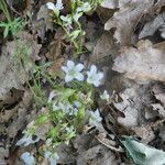 Saxifraga fragilis habit picture by Llandrich anna (cc-by-sa)