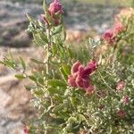 Grayia spinosa flower picture by Ashley Scholer (cc-by-sa)