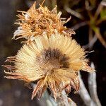 Oritrophium cocuyense fruit picture by Fabien Anthelme (cc-by-sa)