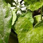 Hydrocotyle leucocephala flower picture by Trap Hers (cc-by-sa)