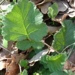 Geum sylvaticum leaf picture by huy HO (cc-by-sa)