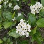 Crataegus douglasii flower picture by Katerina prud (cc-by-sa)