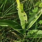 Orchis purpurea leaf picture by michel metzger (cc-by-sa)