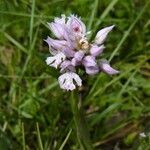 Neotinea tridentata habit picture by huy HO (cc-by-sa)