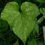 Ipomoea lacunosa leaf picture by Angela Esquivel Angela Esquivel (cc-by-sa)