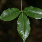 Toddalia asiatica leaf picture by E. Mouysset (cc-by-sa)