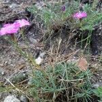 Dianthus graniticus habit picture by Hélène SCHIELLEIN (cc-by-sa)