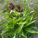 Gentiana purpurea habit picture by Francois Mansour (cc-by-sa)