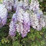 Wisteria sinensis flower picture by massilia (cc-by-sa)