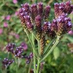 Verbena bonariensis fruit picture by Else Nolden (cc-by-sa)