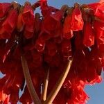 Kalanchoe delagoensis flower picture by Costin Cimena (cc-by-sa)