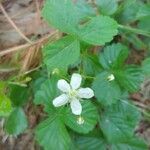 Rubus hispidus flower picture by whitney Autumn (cc-by-sa)