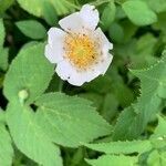 Rosa arvensis flower picture by Nicolas Joly (cc-by-sa)