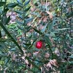 Ruscus aculeatus leaf picture by Diego Lavin (cc-by-sa)