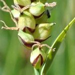 Carex panicea fruit picture by Yoan MARTIN (cc-by-sa)