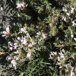 Astragalus sempervirens flower picture by Alain Lagrave (cc-by-sa)