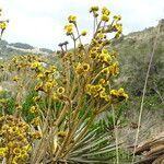 Espeletia argentea flower picture by Fabien Anthelme (cc-by-sa)