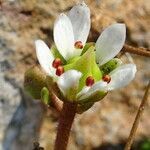 Micranthes tolmiei flower picture by Fabien Anthelme (cc-by-sa)