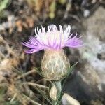 Centaurea alba flower picture by Diego Alex (cc-by-sa)