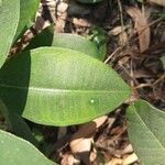 Cryptolepis dubia leaf picture by prasantahembram (cc-by-sa)