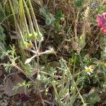 Erodium botrys habit picture by Alexander Mark (cc-by-sa)