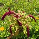 Amaranthus caudatus habit picture by Jacques Zuber (cc-by-sa)