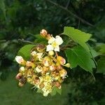 Crataegus phaenopyrum flower picture by Rebecca Blackwell (cc-by-sa)