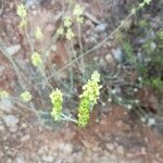 Sideritis glacialis flower picture by lcmarti (cc-by-sa)