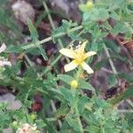 Hypericum triquetrifolium flower picture by Buscemi Giuseppe (cc-by-sa)