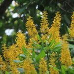 Vochysia guatemalensis flower picture by SINAC Pérez Greivin (cc-by-sa)