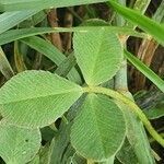 Trifolium cheranganiense leaf picture by susan brown (cc-by-sa)