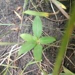 Acalypha virginica leaf picture by Jackson Campbell (cc-by-sa)