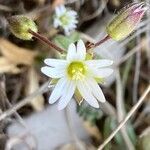 Cerastium pumilum flower picture by Fabien Anthelme (cc-by-sa)