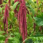 Amaranthus caudatus fruit picture by K. K. (cc-by-sa)