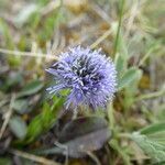 Globularia punctata flower picture by Michael Andresek (cc-by-sa)