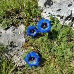 Gentiana occidentalis flower picture by gmove (cc-by-sa)