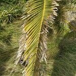 Phoenix canariensis leaf picture by Quiñoy Yago (cc-by-sa)