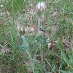 Trifolium striatum habit picture by Danielle MASSON (cc-by-sa)