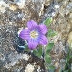 Campanula mollis flower picture by Jesus Toledano (cc-by-sa)