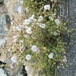 Senecio viscosus habit picture by Christine Rose (cc-by-sa)