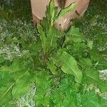 Rumex obtusifolius habit picture by Monteiro Henrique (cc-by-sa)