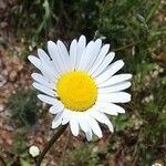 Leucanthemum delarbrei flower picture by jean-jacques kelner (cc-by-sa)