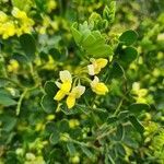 Coronilla valentina flower picture by Carol gladwin (cc-by-sa)