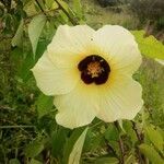 Hibiscus ovalifolius flower picture by Mayoge Bukapuka (cc-by-sa)