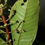 Miconia trinervia leaf picture by Nelson Zamora Villalobos (cc-by-nc)