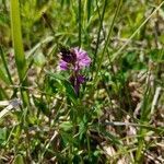 Polygala comosa habit picture by Sabin Poenariu (cc-by-sa)