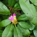 Rhododendron macrophyllum flower picture by k sullivan (cc-by-sa)